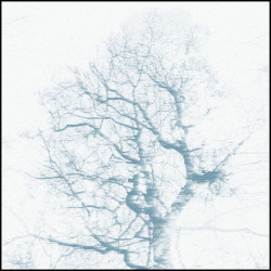 Branches