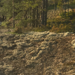 Midnight Sun 5 B [Hi-RES]