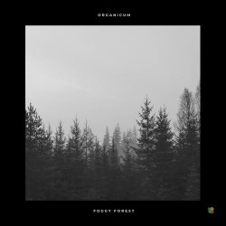 Foggy Forest