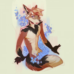 Myosotis