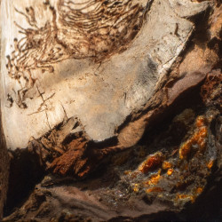 Earth Memory Collander