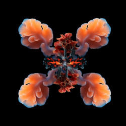 Symbiosis Three