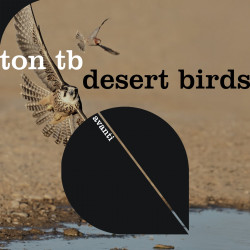 Desert Birds 