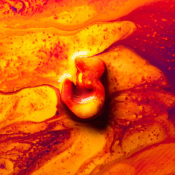 NEW ELEMENTS 1