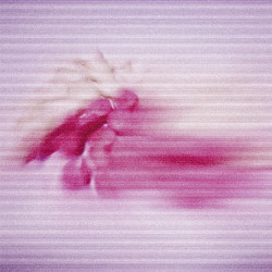 Moss and Pink